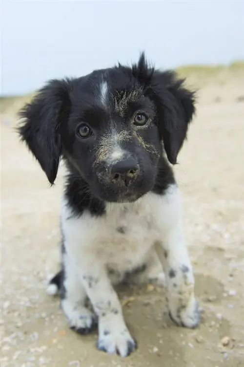 stabyhoun hondjie op strand