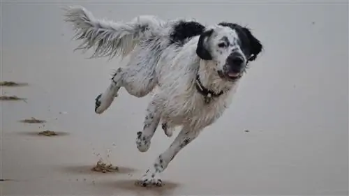 stabyhoun op die strand