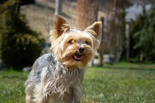 Yorkshire terrier