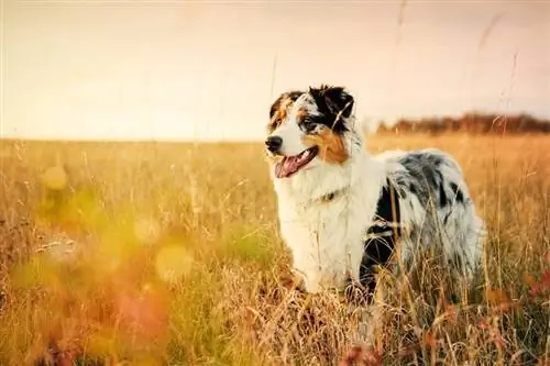 Australian Shepherd valp 6 månader_Jan Havlicek_shutterstock