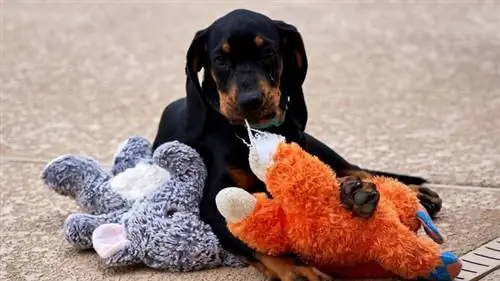 Swart en Tan Coonhound Puppy