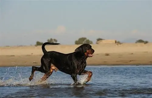 سیاه و خرمایی Coonhound_Shutterstock_everydoghasastory