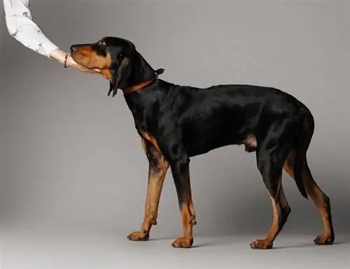 Black & Tan Coonhound ข้อมูลสายพันธุ์สุนัข: รูปภาพ ลักษณะ & ข้อเท็จจริง