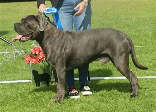 Sivi tigrasti Cane Corso