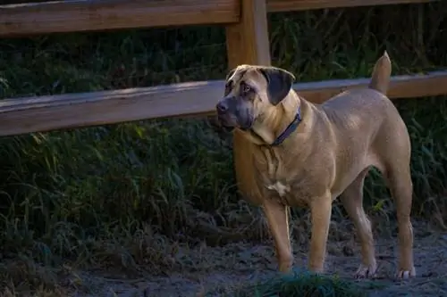 Fawn Cane Corso berdiri memaklumkan pagar kayu