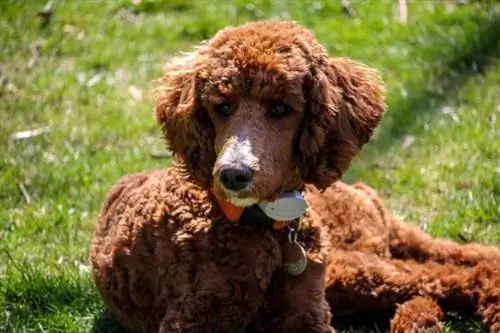 irlandzki spaniel wodny