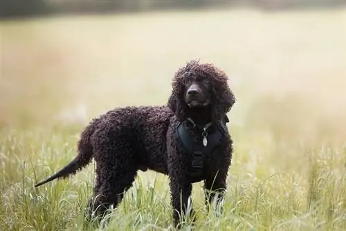 Irish Water Spaniel Dog Breed Info, Mga Larawan, Mga Katangian & Mga Katotohanan