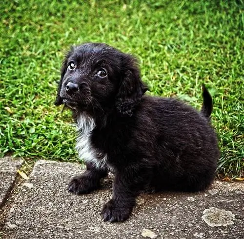 Κουτάβι Boykin Spaniel