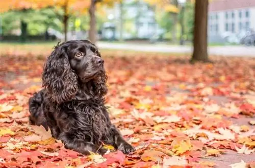 Boikina spaniels