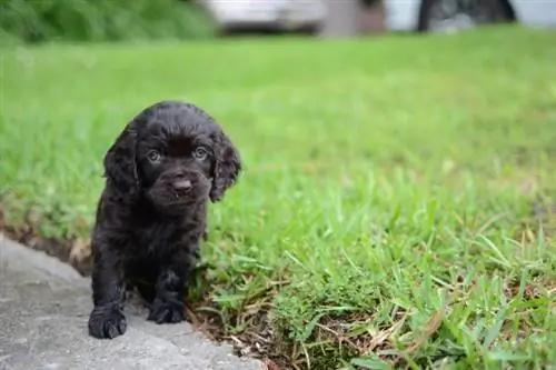 Filhote de cachorro Boykin Spaniel