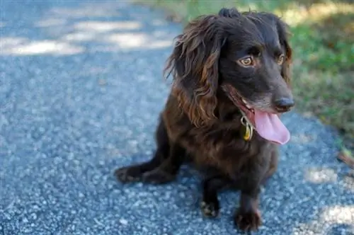 Boikina spaniels