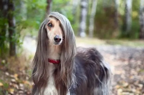 Cão inteligente Afghan hound com dados ideais fica no outono forest_wildstrawberry_shutterstock