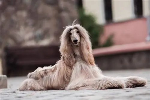 Afghansk Hound_David Raihelgauz_shutterstock