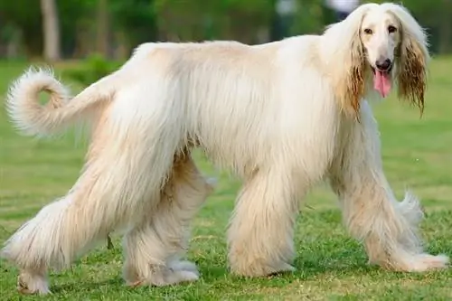 Um cão afghan hound andando no gramado_raywoo_shutterstock