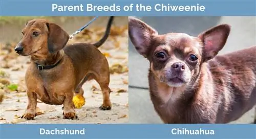 Родителски породи на Chiweenie