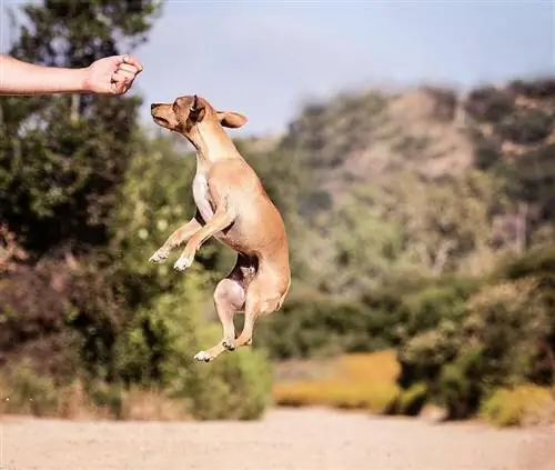 chiweenie jumps