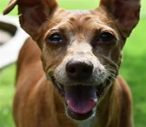 Chiweenie (Dachshund & Chihuahua Mix) ma'lumot, rasmlar, faktlar, xususiyatlar