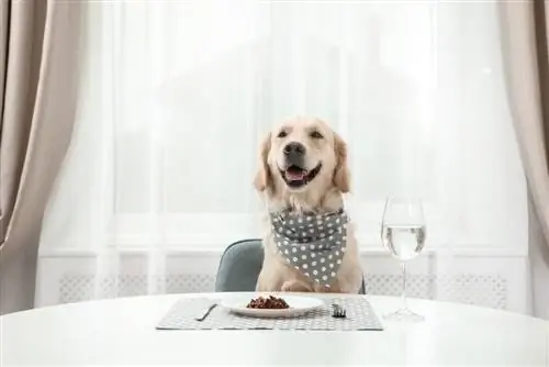 hond eet aan tafel