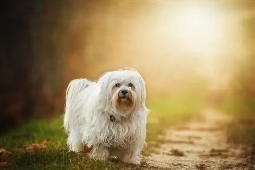 Havanese in piedi su un sentiero