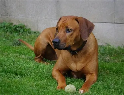 Rhodesian Boxer Hund Ras Info