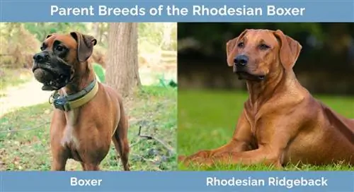 Elternrassen des Rhodesian Boxers