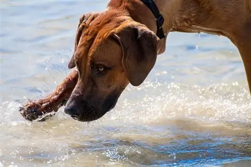 Rhodesian Boxer Dog ჯიშის ინფორმაცია