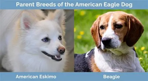 Rasy rodzicielskie American Eagle Dog