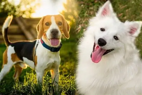 American Eagle Dog (American Eskimo Dog & Beagle Mix) Info, Pictures