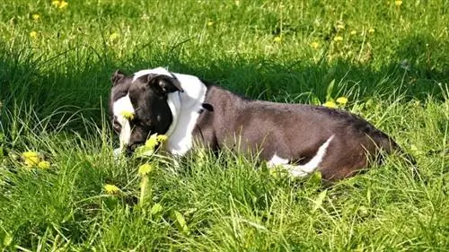 Amerika buldogi va Staffordshire terrier aralashmasi