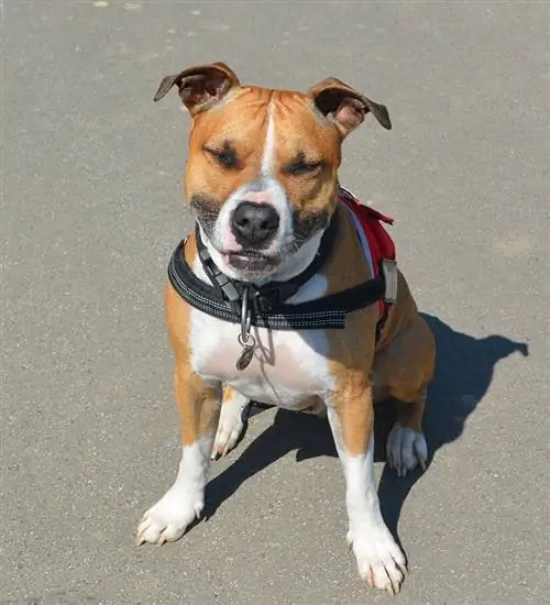 American Bulldog at Staffordshire Terrier Mix