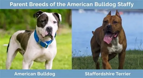 Foreldreraser til American Bulldog Staffy