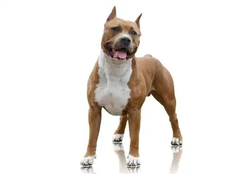 American Bulldog va Staffordshire aralashmasi