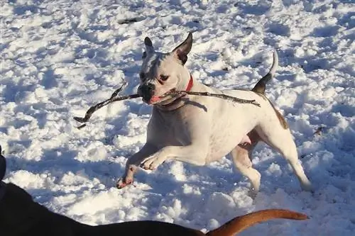 American Bulldog at Staffordshire Terrier Mix