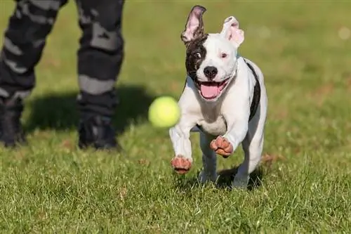 American Bulldog & Staffordshire Terrier Mix Puppy