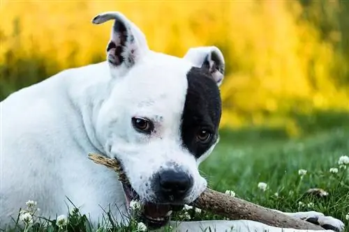 American Bulldog at Staffordshire Terrier Mix