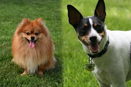 Barreja de Rat Terrier de Pomerània