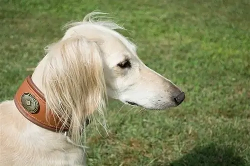 Saluki z bliska