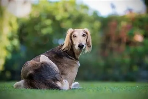 Saluki ant žolės