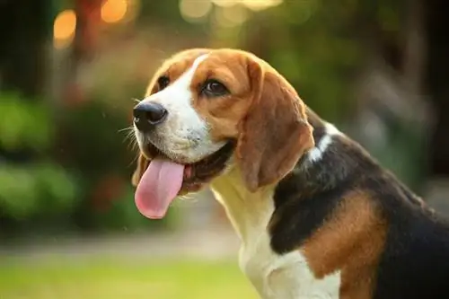 close-up van beagle hond buiten