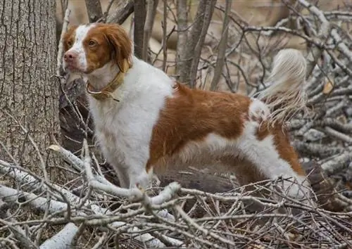 Bretaņa (Bretaņas spaniels) - Suņu šķirnes informācija: Bildes, raksturojums & Fakti