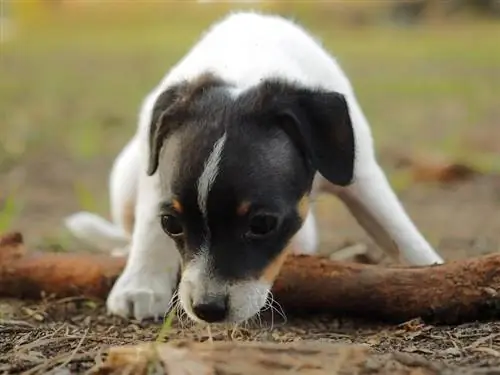 anak anjing Mini Foxy Russell kecil, hitam dan putih duduk di atas tanah dengan sebatang kayu