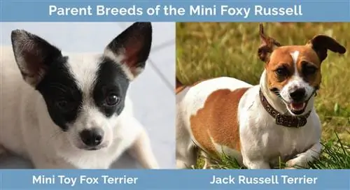 Elternrassen des Mini Foxy Russell