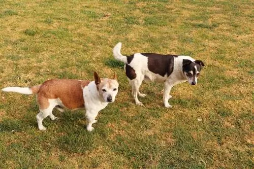 Mini Foxy Russell (Mini Fox Terrier & Jack Russell Terrier Mix) Informació sobre la raça de gossos: imatges, trets & Fets