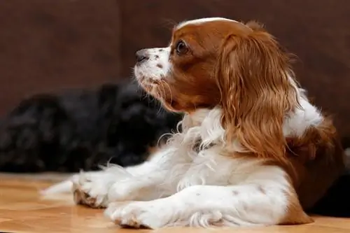 Câine English Toy Spaniel