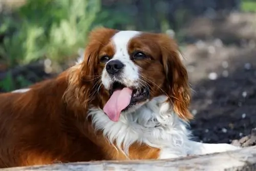 English Toy Spaniel întins pe pământ