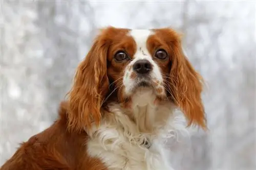 Engelse Toy Spaniel Rasinformatie, afbeeldingen, kenmerken & Feiten