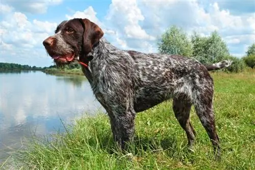 Maklumat Baka Wolfhound Penunjuk Berwayar Jerman: Gambar, Fakta