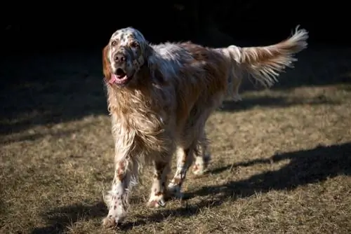 english setter