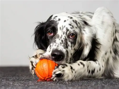 Lus Askiv Setter Dog Cov Lus Qhia: Cov duab, yam ntxwv, qhov tseeb