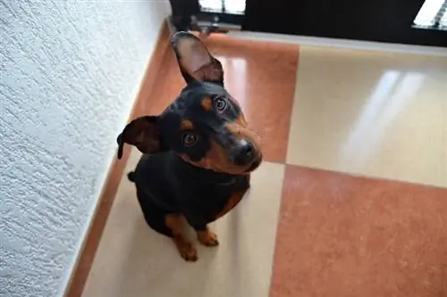 Pinscher german